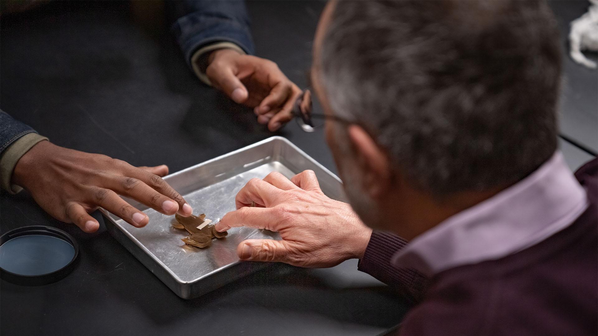 James Hanken, curator of herpetology, shows Shane a specimen of the African Clawed Frog.