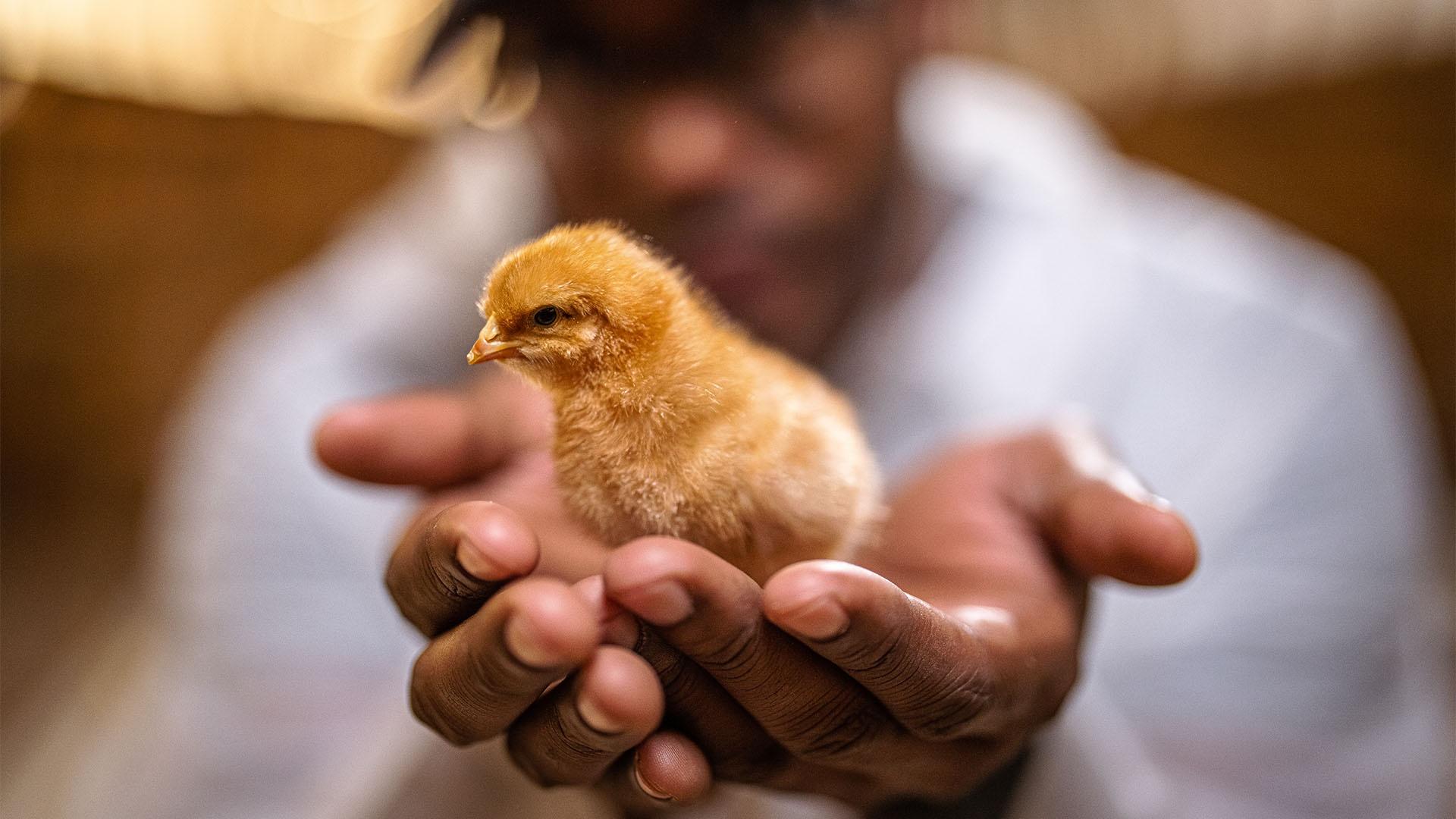 Shane holds a 4-day-old chick at a farm in Lucerne Valley, CA.