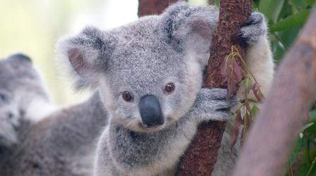 Video thumbnail: Gross Science 5 Gross Facts About Koalas
