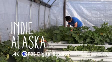 Video thumbnail: Indie Alaska From Mammoth to Kale: A look into gardening in the Arctic